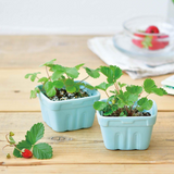 Childcare  accessories - Grow kit - Berry Happy - NOTED