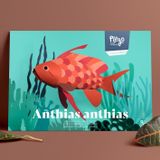 Children's decorative items - Anthias Anthias - PLEGO