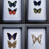 Decorative objects - Butterfly frames, interior curiosities, natural history. - METAMORPHOSES