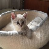 Autres tapis - Panier pour chats et chiens , couchage pour chats et chiens , dodo pour chats et chiens , lit pour chats et chiens. - COCOON PARIS