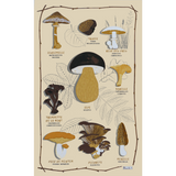 Torchons textile - Torchon Les Champignons - BEAUVILLÉ