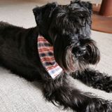 Pet accessories - DOG BANDANA AND MAT - KELSCH D' ALSACE IN SEEBACH