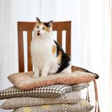 Comforters and pillows - Chair Cushions - TRANQUILLO