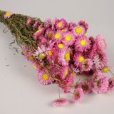 Floral decoration - Acroclinium or immortelle dried natural rose - LE COMPTOIR.COM