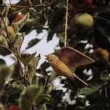 Objets de décoration - DecoBird Alouette des Champs Volant - WILDLIFE GARDEN