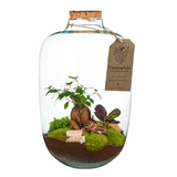 Objets de décoration - Terrariums Barcelona XL - PLANTOPHILE