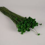 Décorations florales - Botao séché vert mousse H50cm - LE COMPTOIR.COM