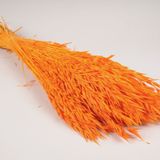 Floral decoration - Orange dried oats H70cm - LE COMPTOIR.COM