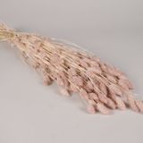 Décorations florales - Phalaris séché rose poudré H70cm - LE COMPTOIR.COM