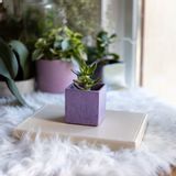 Floral decoration - Colored concrete pot for green plant - JUNNY