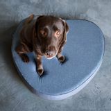 Design objects - COCOON DOG OR CAT BASKET - BOGAREL