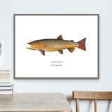 Affiches - Affiche La Truite Fario - Reproduction sur papier d'art - VAREK ILLUSTRATIONS