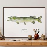 Affiches - Affiche Le Brochet - Reproduction sur papier d'art - VAREK ILLUSTRATIONS