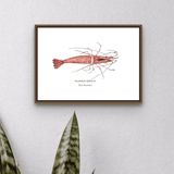 Affiches - L'affiche La Crevette - Reproduction sur papier d'art - VAREK ILLUSTRATIONS
