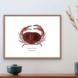 Affiches - Affiche Le Tourteau - Reproduction sur papier d'art - VAREK ILLUSTRATIONS