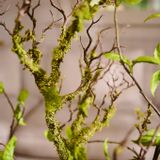 Floral decoration - Handmade artificial branches, leaves and greenery. - SILK-KA BV