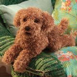 Soft toy - #3206 Poodle - FOLKMANIS PUPPETS/JH-PRODUCTS