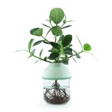 Décorations florales - Le TOT'GRANDIOSE sauge - Plante totem autonome (L) - TOT'