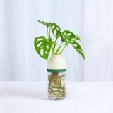 Aménagements pour bureau - Le TOT'EXTRA vert - Plante totem autonome (XS) - TOT'
