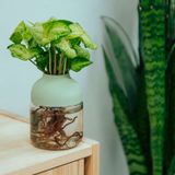 Décorations florales - Le TOT'MIGNON sauge - Plante totem autonome (S) - TOT'