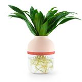 Décorations florales - Le TOT'SUPER saumon - Plante totem autonome (M) - TOT'