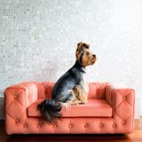 Design objects - Royal - Pet Furniture - PET EMPIRE
