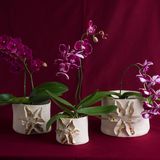 Vases - Orchid cachepot series vase in porcelain and gold - ATELIER LE MOTIF