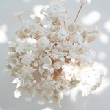 Décorations florales - Diffuseur individuel de fleurs - PURELY PORCELAIN