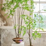 Floral decoration - Artificial trees and plants - The Green Signature Collection - SILK-KA