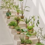 Décorations florales - Arbres et plantes artificiels en pot - Treasured Plants Collection - SILK-KA