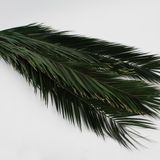 Floral decoration - Green stabilized phoenix leaf - LE COMPTOIR.COM