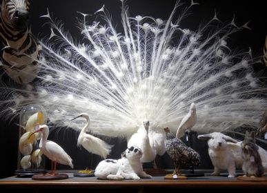 Unique pieces - Peacock white sculpture - DESIGN & NATURE