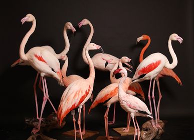 Objets de décoration - Oiseaux Sculpture - DESIGN & NATURE