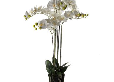Décorations florales - Composition Orchidée XL - ASIATIDES