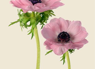 Other wall decoration - Anemones - LILJEBERGS
