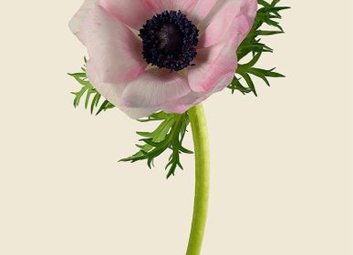Other wall decoration - Anemones - LILJEBERGS