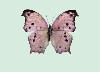Poster - Pastel butterflies - LILJEBERGS