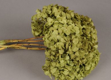 Floral decoration - Green preserved hydrangea - LE COMPTOIR.COM