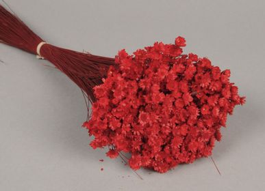 Floral decoration - Dried red Glixia - LE COMPTOIR.COM