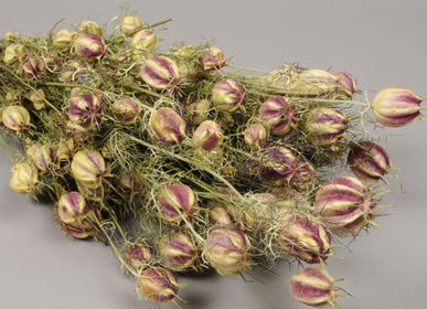 Floral decoration - Natural dried Nigella - LE COMPTOIR.COM