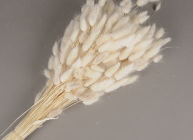 Floral decoration - Lagurus dried white - LE COMPTOIR.COM