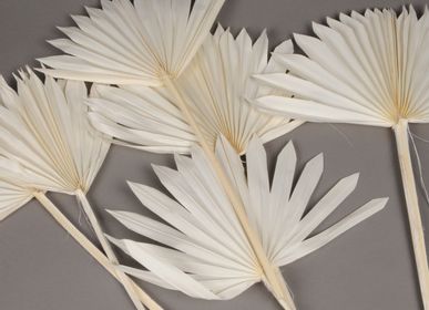 Décorations florales - Palmier rônier séchée blanchi - LE COMPTOIR.COM