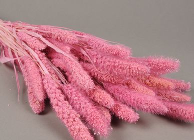 Floral decoration - Dried foxtail pink - LE COMPTOIR.COM