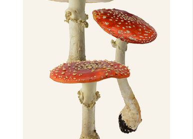 Affiches - Des champignons - LILJEBERGS