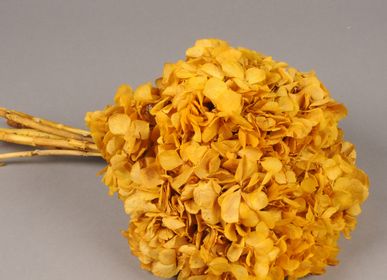 Floral decoration - Preserved Hydrangea Yellow - LE COMPTOIR.COM