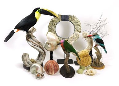 Decorative objects - Wonders of the sea - DMW.NU: TAXIDERMY & INTERIOR