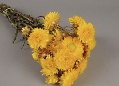 Décorations florales - Immortelle séchée naturelle jaune - LE COMPTOIR.COM
