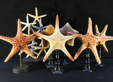 Objets de décoration - Etoiles de mer sur socle, cabinet de curiosités - METAMORPHOSES
