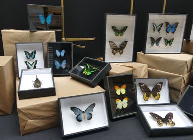 Objets de décoration - Cadres entomologiques, papillons, insectes, cabinet de curiosités - METAMORPHOSES