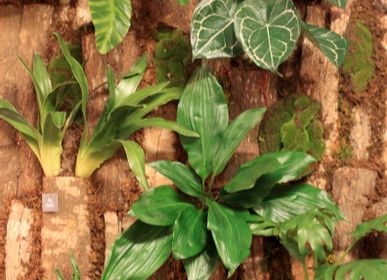 Autres décorations murales - Murs vegetales - VRANCKX - NATURE INSPIRED